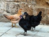 The locals on an afternoon stroll in Akko